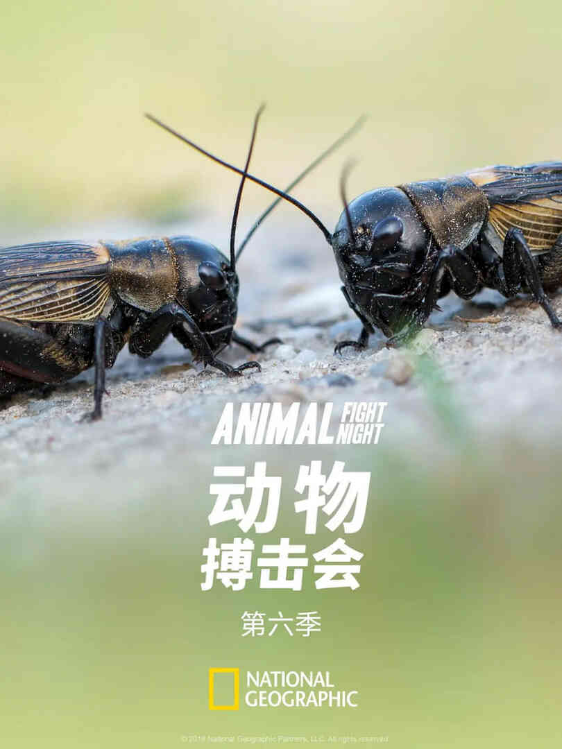 动物搏击会 第六季
